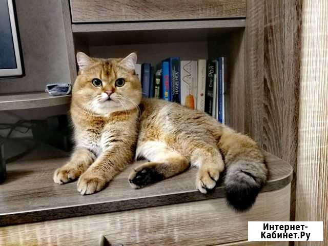 Британский кот вязка Пенза - изображение 1