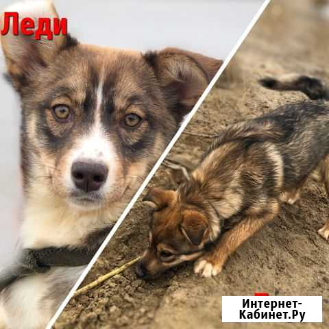 Тайфуны с ласковыми именами Мегион - изображение 1
