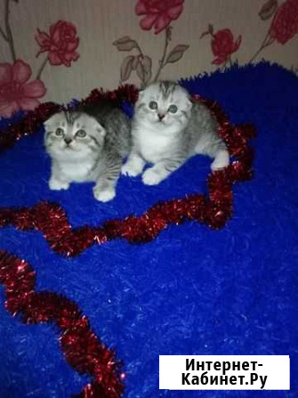 Котята вислоухии Бийск - изображение 1