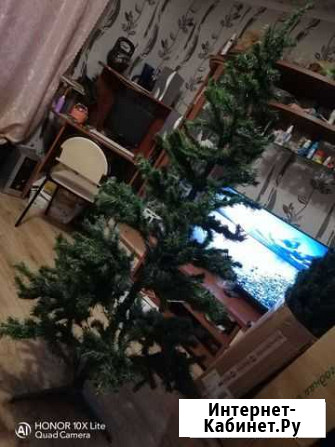 Ель Краснозатонский - изображение 1