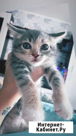 Шотландский котенок Липецк - изображение 1
