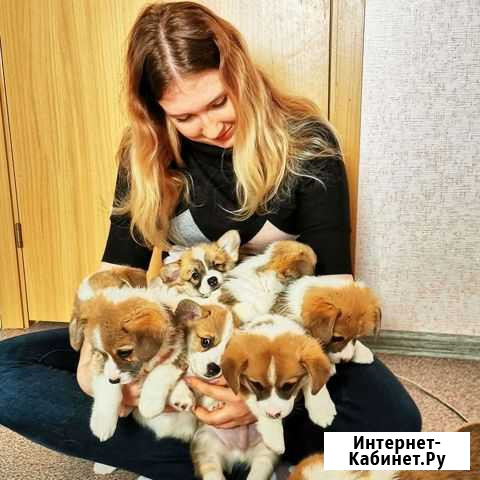 Вельш корги пемброк натуральные бобтейлы Волгоград - изображение 1