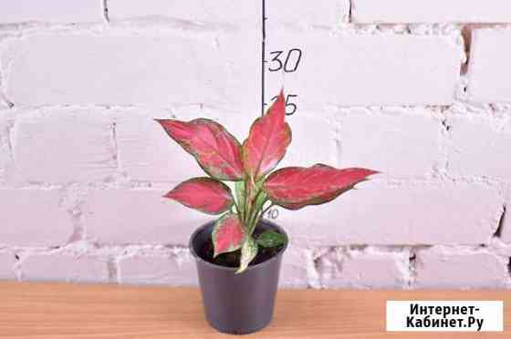 Aglaonema Cherry Baby/Аглаонема Черри Бейби Рыбинск