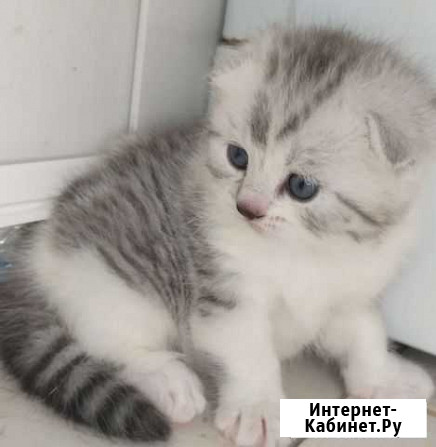 Шотландская вислоухая кошка Уфа - изображение 1