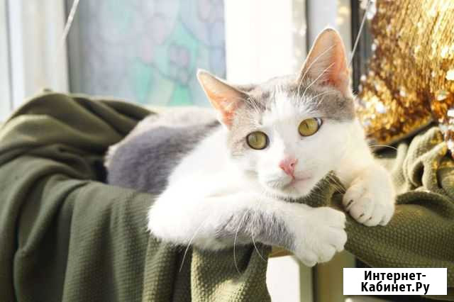 Котик 9мес.в добрые руки Курск - изображение 1