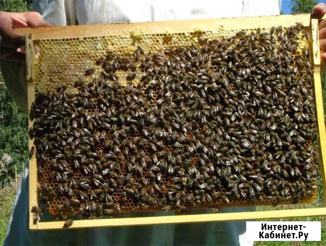 Рамки для пчел, рамки для ульев, пчелорамки Натырбово - изображение 1