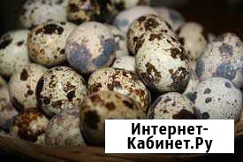 Яйцо перепелиное инкубационное Георгиевск - изображение 1