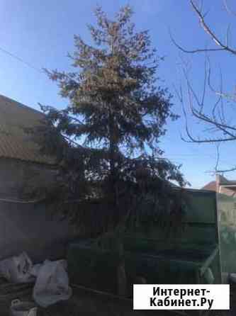 Ель живая Астрахань