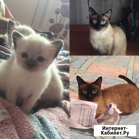Котята Екатеринбург - изображение 1
