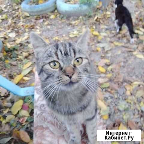 Кошки Новочеркасск - изображение 1