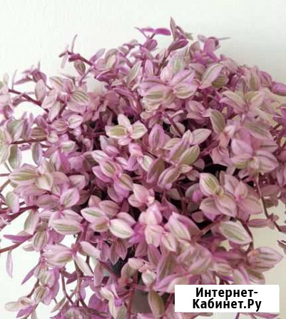 Каллизия ползучая Абаза - изображение 1