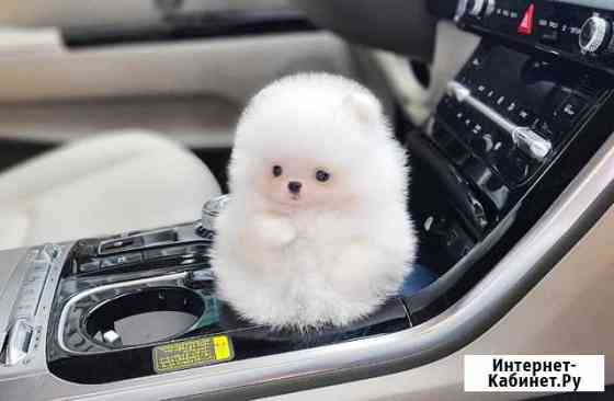 Микро померанский шпиц мишка Москва