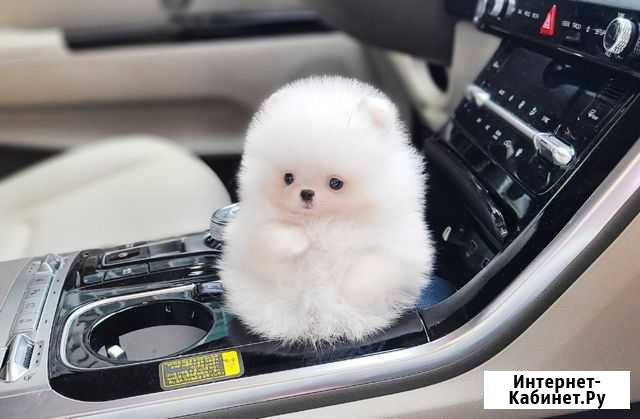 Микро померанский шпиц мишка Москва - изображение 1