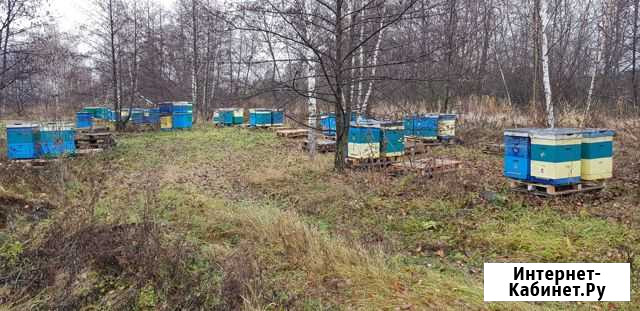Мед цветочный натуральный с личной пасеки Великий Новгород - изображение 1
