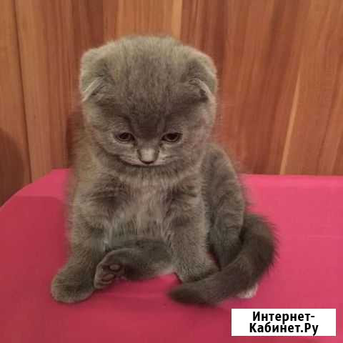 Шотландская вислоухая кошка бесплатно Баксан - изображение 1