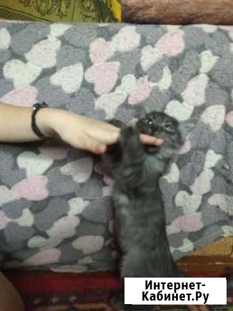 Котёнок Россошь - изображение 1