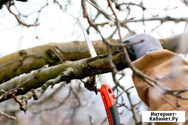 Культурная обрезка деревьев Нальчик - изображение 1