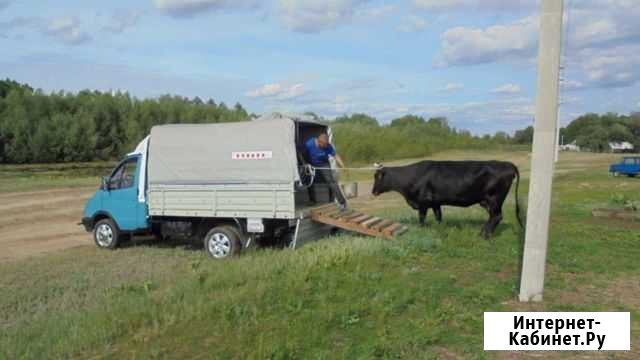 Перевезу крс город область меж гор Казахстан Омск - изображение 1