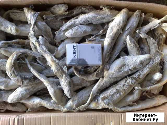 Вкусная навага Архангельск - изображение 1