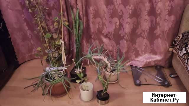 Домашние растения бесплатно Батайск - изображение 1