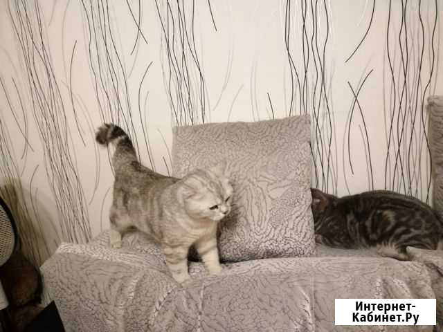 Кот на вязку Иваново - изображение 1