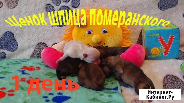 Померанский шпиц Новокузнецк - изображение 1