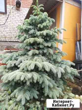 Ель колючая, ель сибирская, ель европейская Ставрополь