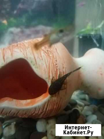 Сомики анциструсы Нижний Новгород - изображение 1