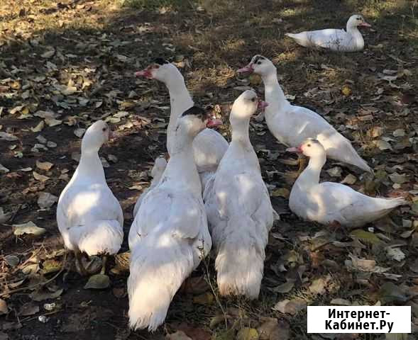 Индоутки Сарапул - изображение 1