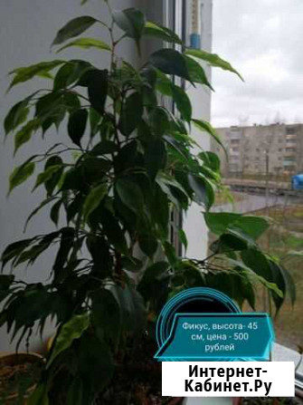Продам цветы комнатные Приволжск - изображение 1