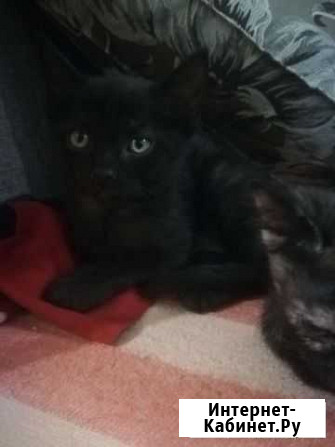 Котенок в добрые руки Клин - изображение 1