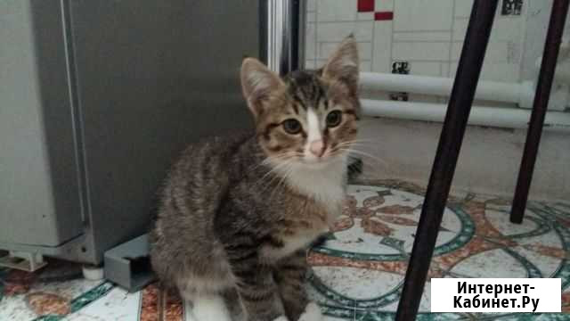 Котенок Тула - изображение 1