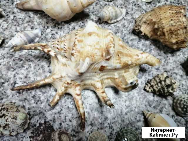 Морские ракушки раковины Калуга - изображение 1