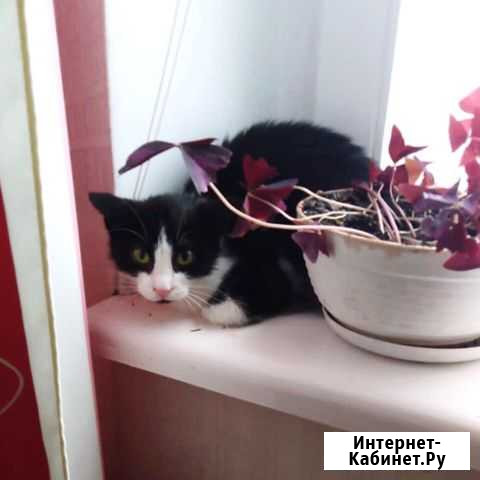 Котенок - подросток в добрые руки Омск - изображение 1