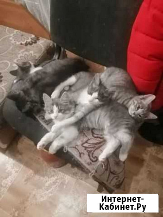 Котята в добрые руки бесплатно Белореченск - изображение 1