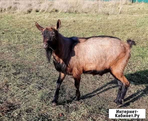Чешский козёл Зубцов - изображение 1