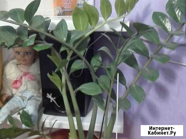 Замиокулькас Саратов - изображение 1