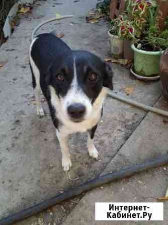 Молодая собака ждет хозяина Краснодар