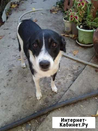 Молодая собака ждет хозяина Краснодар - изображение 1