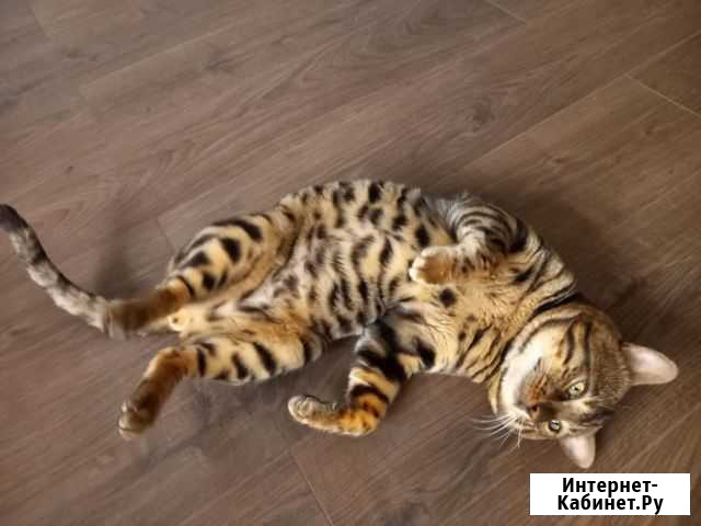 Бенгальский кот Домодедово - изображение 1