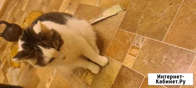 Отдам кота Ижевск - изображение 1