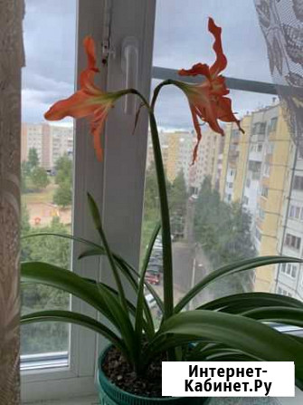 Амариллис Архангельск - изображение 1