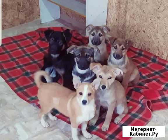 Щенки Нолинск - изображение 1