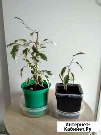 Много разных цветов Ярославль