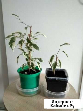 Много разных цветов Ярославль - изображение 1