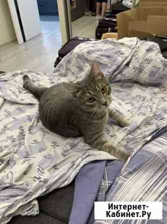 Сибирская кошка бесплатно Москва