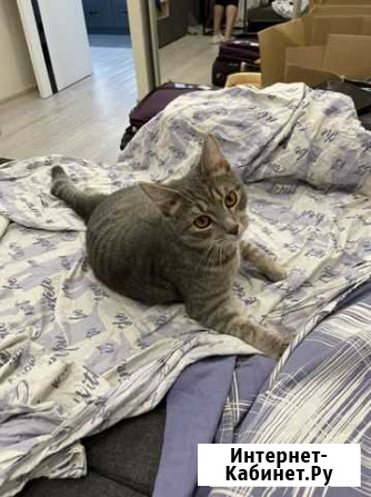 Сибирская кошка бесплатно Москва - изображение 1