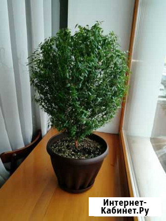Мирт Кемерово - изображение 1