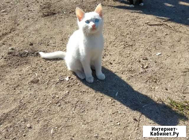 Котята Благовещенск - изображение 1