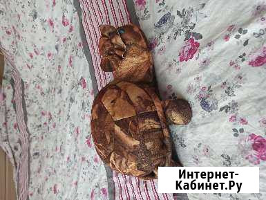 Подушка черепашка Чебоксары - изображение 1